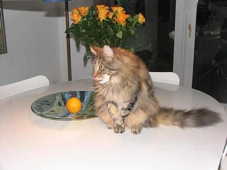 Maine Coon Thor - ´Hvad har du fået øje på?´ billede 8