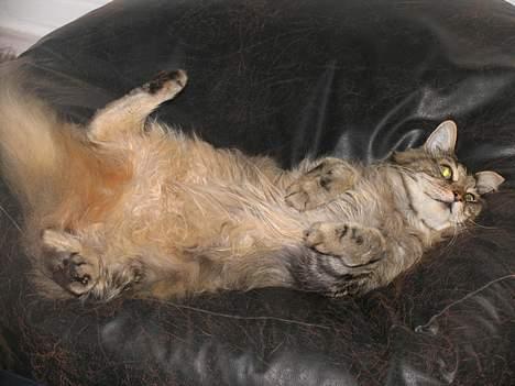 Maine Coon Thor - Han tager sig vist lige en slapper. billede 9