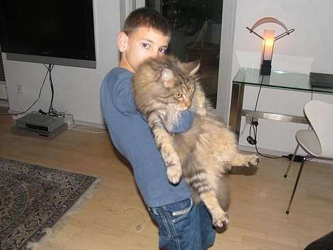 Maine Coon Thor - Ja, en ret tung kat  på 8 kg!! billede 10