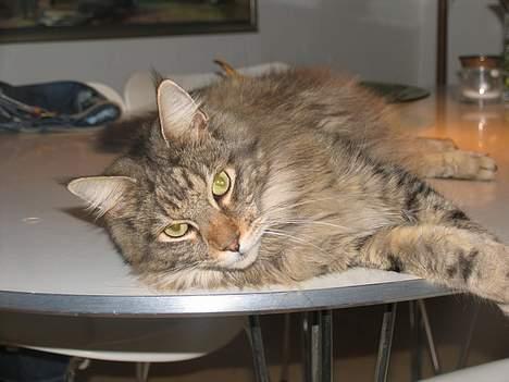 Maine Coon Thor - ark ja, han lærer vist aldrig at holde sig fra bordet.. :D billede 11