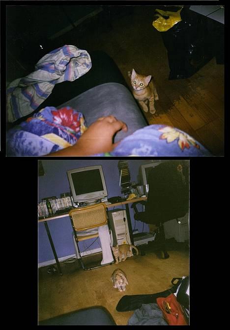 Blanding af racer Oliver *Bor hos eksen* - Undskyld nogen af billederne er ikke så gode men de er taget med mobilen billede 1