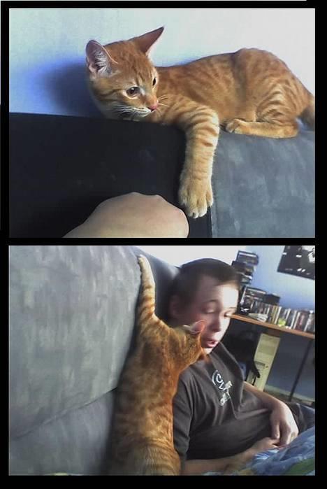 Blanding af racer Oliver *Bor hos eksen* billede 2