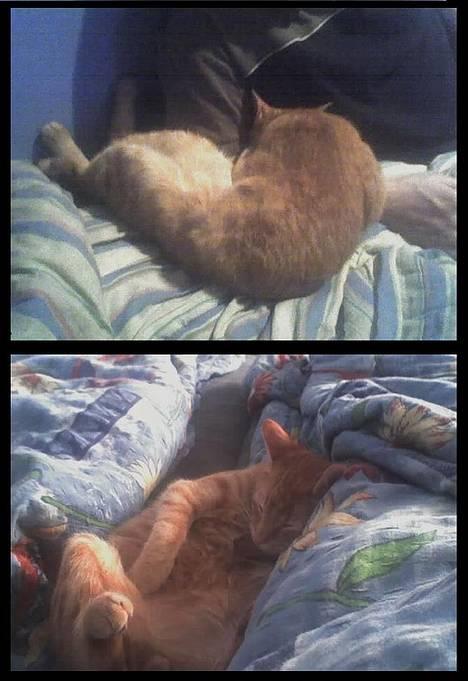 Blanding af racer Oliver *Bor hos eksen* - er jeg ikke sød når jeg sover  billede 3