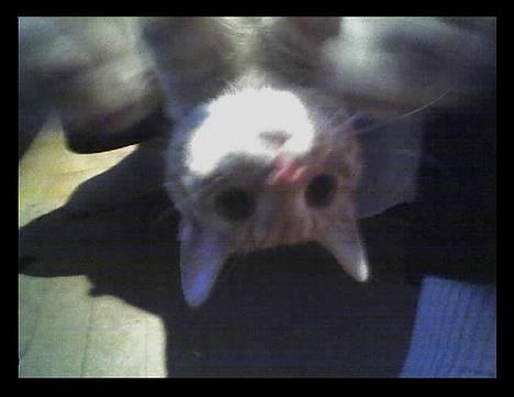 Blanding af racer Oliver *Bor hos eksen* billede 4