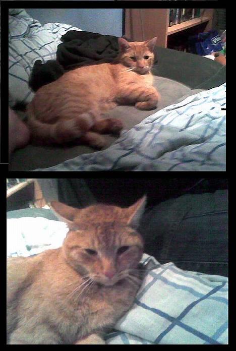 Blanding af racer Oliver *Bor hos eksen* billede 5