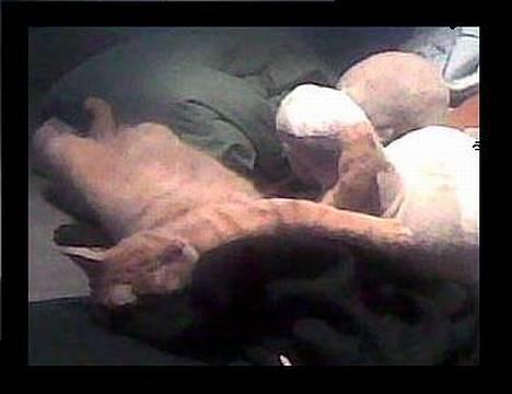 Blanding af racer Oliver *Bor hos eksen* billede 6