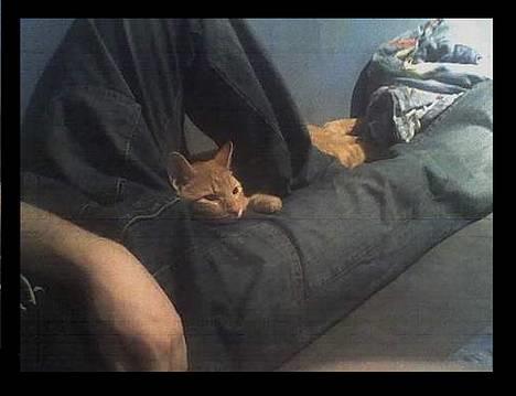 Blanding af racer Oliver *Bor hos eksen* - jeg elsker at ligge imellem fars ben og se fjernesyn billede 7