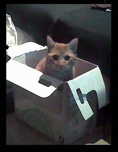 Blanding af racer Oliver *Bor hos eksen* billede 10