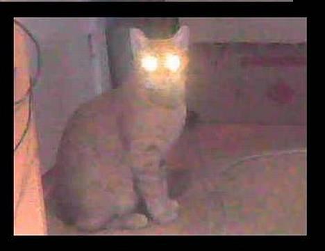 Blanding af racer Oliver *Bor hos eksen* - Undskyld billed men sys det skulle med billede 11