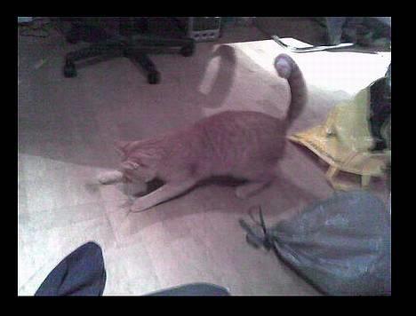 Blanding af racer Oliver *Bor hos eksen* - leger med pisken billede 12