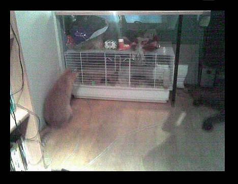 Blanding af racer Oliver *Bor hos eksen* - jeg kigger lige efter og ser om marsvinet har det godt og om den har født billede 13