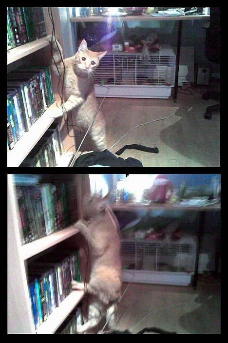 Blanding af racer Oliver *Bor hos eksen* - laver ballade oppe på reolen billede 14