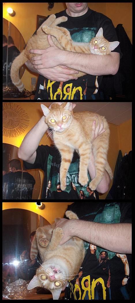 Blanding af racer Oliver *Bor hos eksen* billede 15