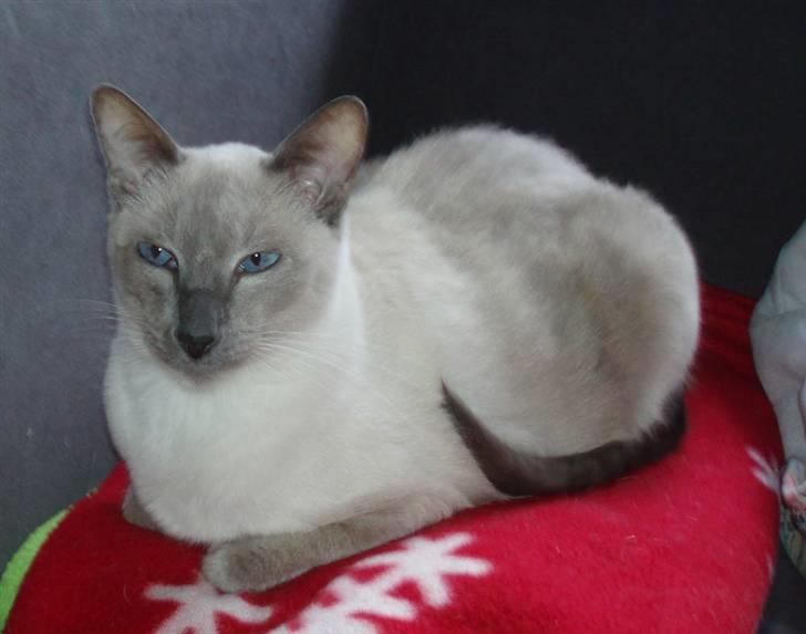 Siameser Arthur billede 11