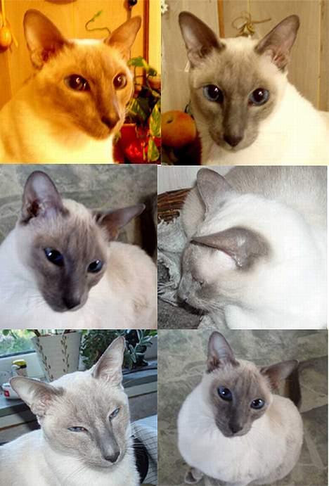 Siameser Arthur - Portrætter billede 12