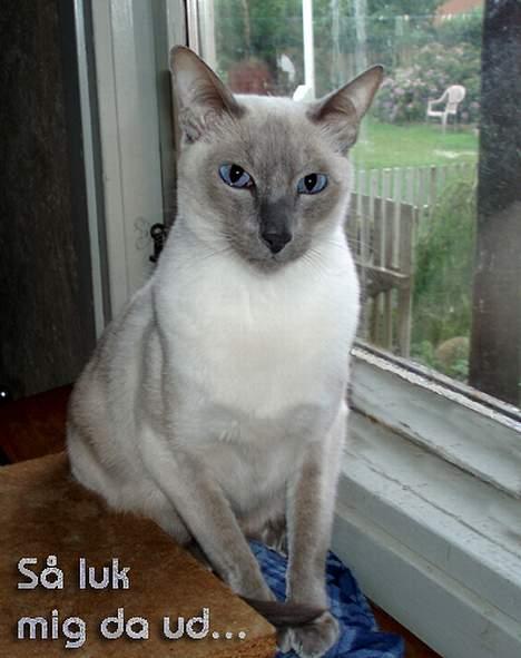 Siameser Arthur billede 13