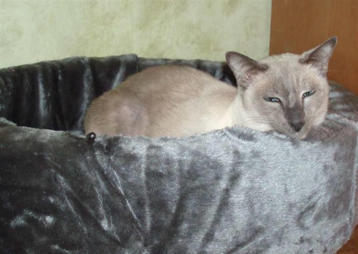 Siameser Arthur - MIN kurv billede 14