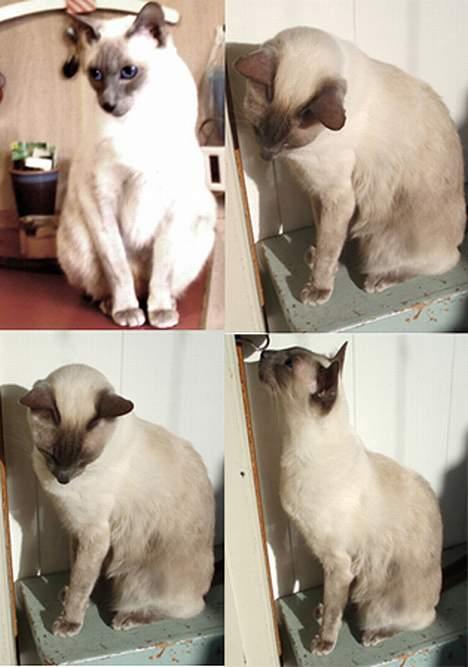 Siameser Arthur billede 15