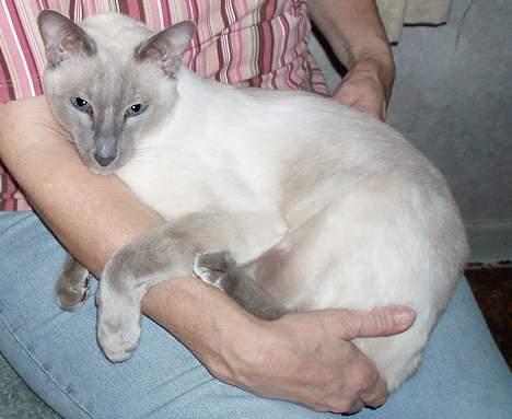 Siameser Arthur - "Suuk, jeg æælsker at ligge på skødet..." billede 16