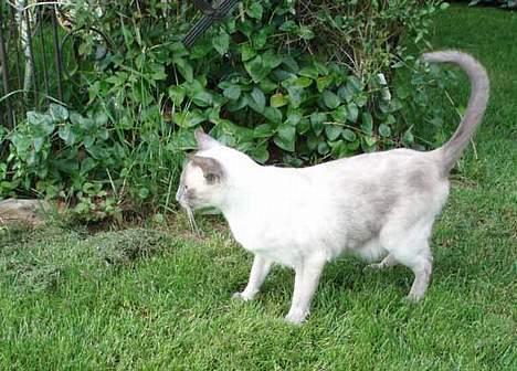 Siameser Arthur - Havens konge. :) billede 17