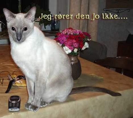 Siameser Arthur - Arthur har noget med at ´pille´ ved mobil telefoner. billede 18