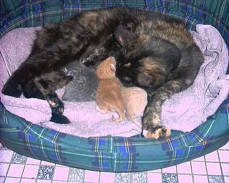 Blanding af racer Magdas Kuld billede 1