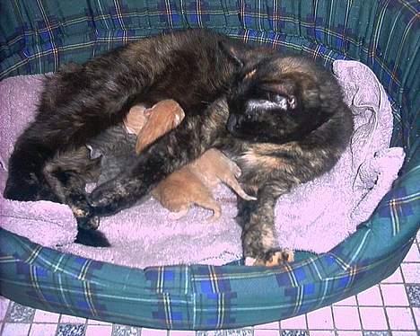 Blanding af racer Magdas Kuld billede 2