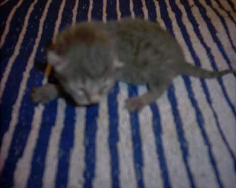 Blanding af racer Magdas Kuld - Herdis -den eneste pige i kuldet billede 3