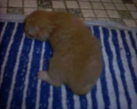 Blanding af racer Magdas Kuld - Kobberhjelm Jr. billede 4