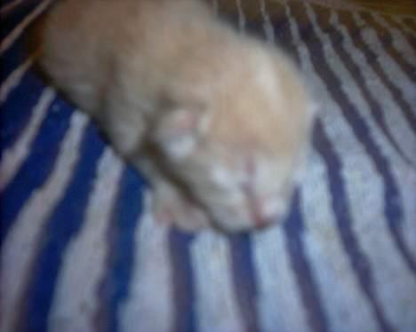 Blanding af racer Magdas Kuld - Lille Round-About er den førstefødte billede 5