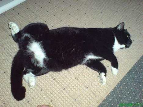 Huskat Basse billede 8