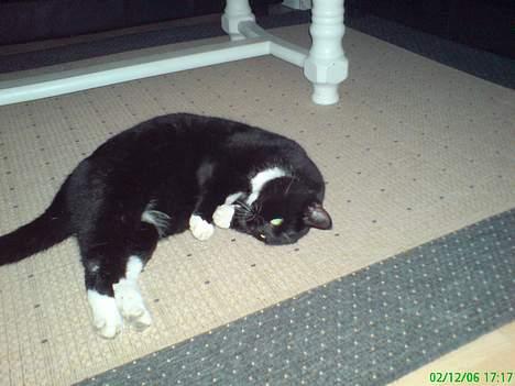 Huskat Basse billede 9