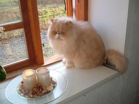 Perser William billede 1