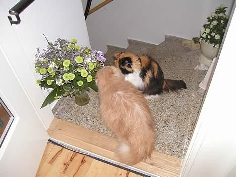 Perser William billede 2