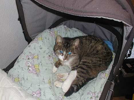 Huskat Smut *Prinsessen* - EJ!  ikk nu=) billede 5