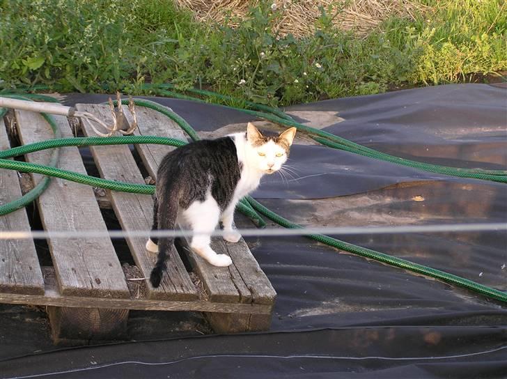 Huskat Crap - I aftensolen. billede 10