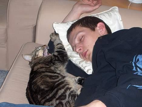 Blanding af racer buller - godt jeg sover her ellers hade jeg da blevnet mega bange  billede 12