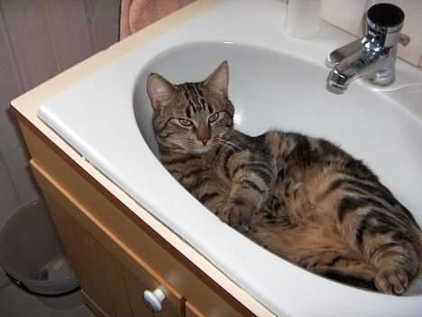 Blanding af racer buller - sjovt sted og ligge her skulle man bare lige ha tænt for vandet billede 13