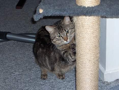 Blanding af racer buller - så krasser vi lige lidt  billede 14