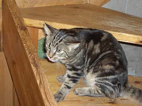 Blanding af racer buller - sure buller rekker tunge billede 15