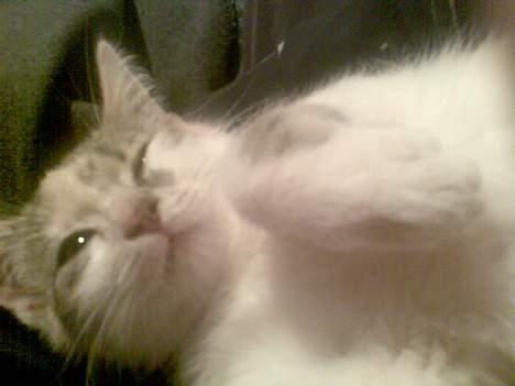 Huskat Bounty billede 3