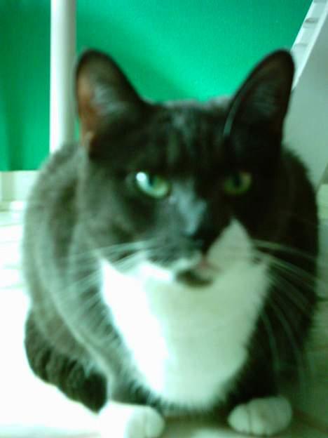 Huskat Miss Gurli margrethe (DØD - ej....man ka da heller ik være i fred...gg billede 1