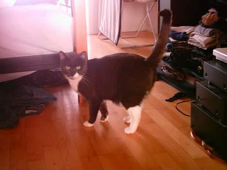 Huskat Miss Gurli margrethe (DØD - shit! taget på fersk gerning...g billede 2