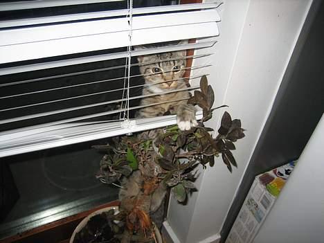 Huskat Pinille - Der er ingen  der kan se mig, vel ? billede 17