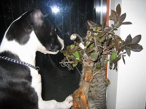 Huskat Pinille - Mille driller mig en imellem, men så kan jeg da bare gemme mig bag træet. billede 18