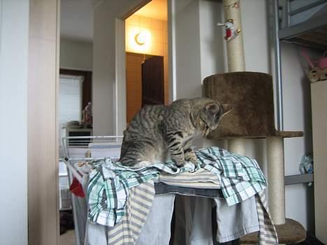 Huskat Pinille - Det er så hyggeligt, at ligge på det nyvaskede tøj. billede 19