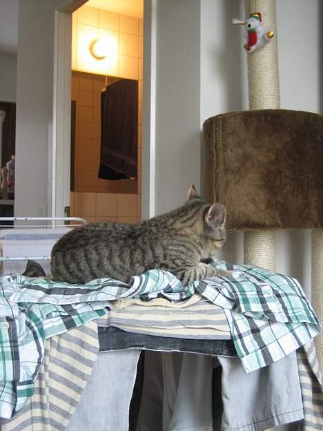 Huskat Pinille billede 20