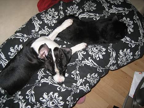 Huskat Simon *savnet* - Mille putter hos mig, men burde det ikke være omvendt ? billede 14