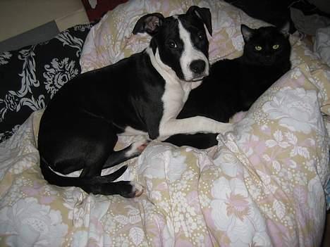 Huskat Simon *savnet* - Så søde kan vi være. billede 15