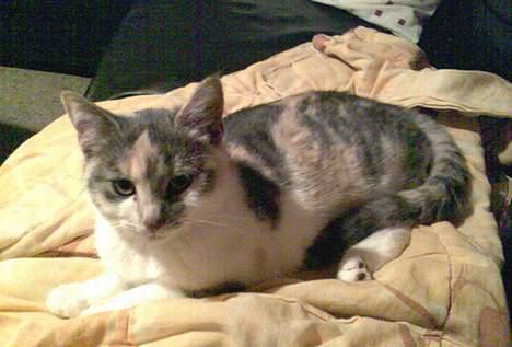 Huskat Bounty billede 10